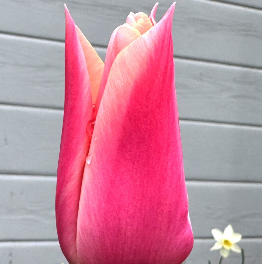 Pinkfarbige Tulpe auf grauem Hintergrund